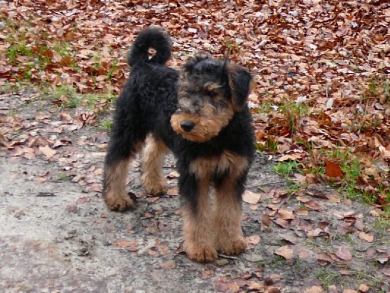 Airedale Terrier