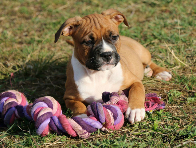 American Staffordshire Terrier