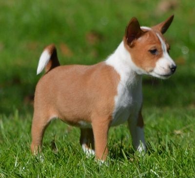 Basenji