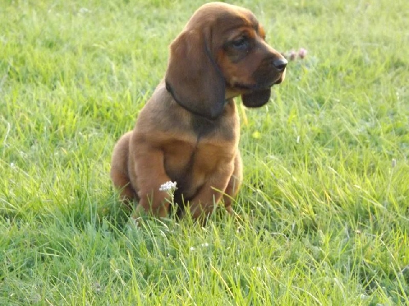 Basset des Alpes