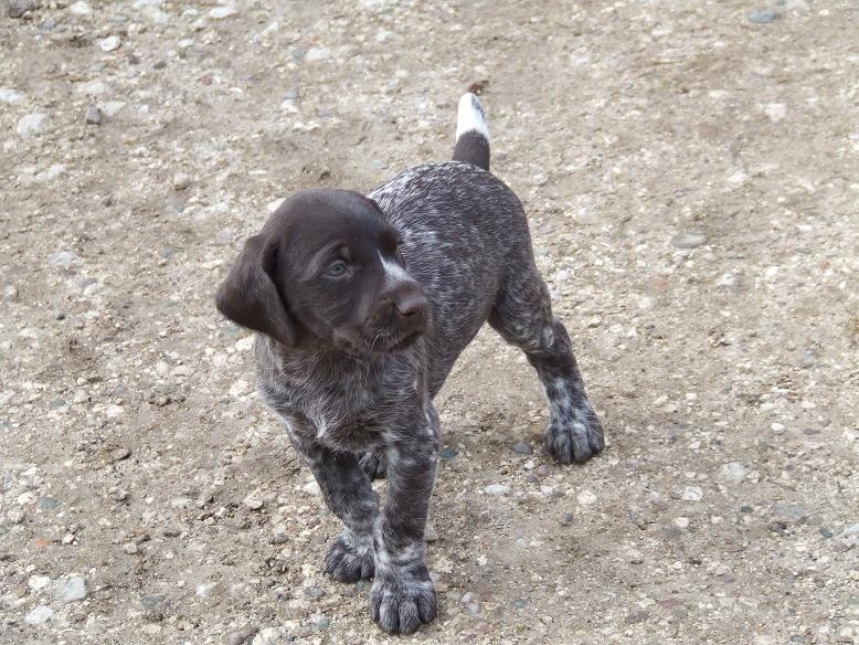 Chien d'arrêt Danois