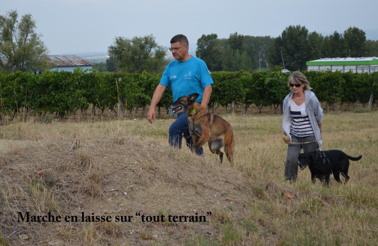 La marche en laisse