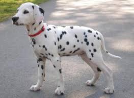Dalmatien