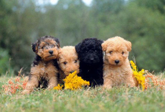 Lakeland Terrier