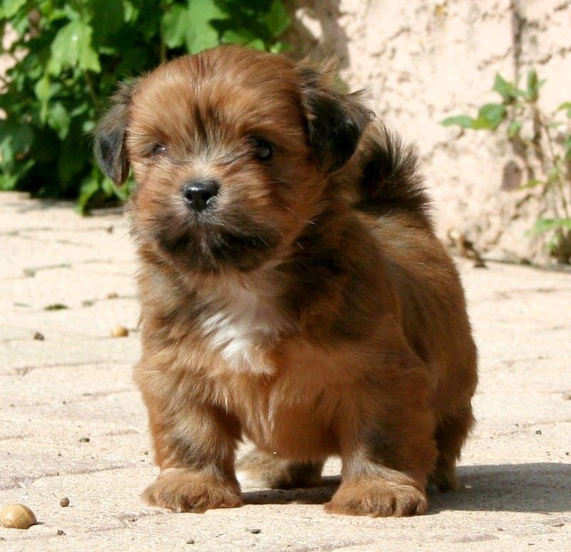 Lhassa Apso