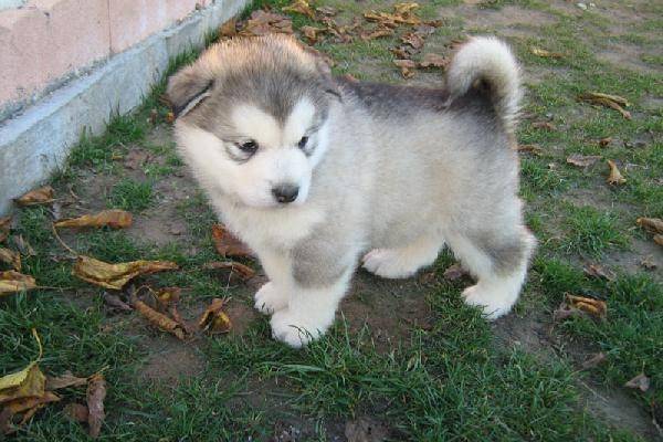 Malamute d'Alaska (Alaskan Malamute)