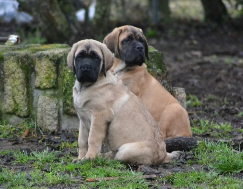 Mastiff