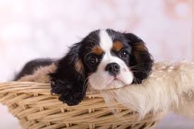 Cavalier King Charles